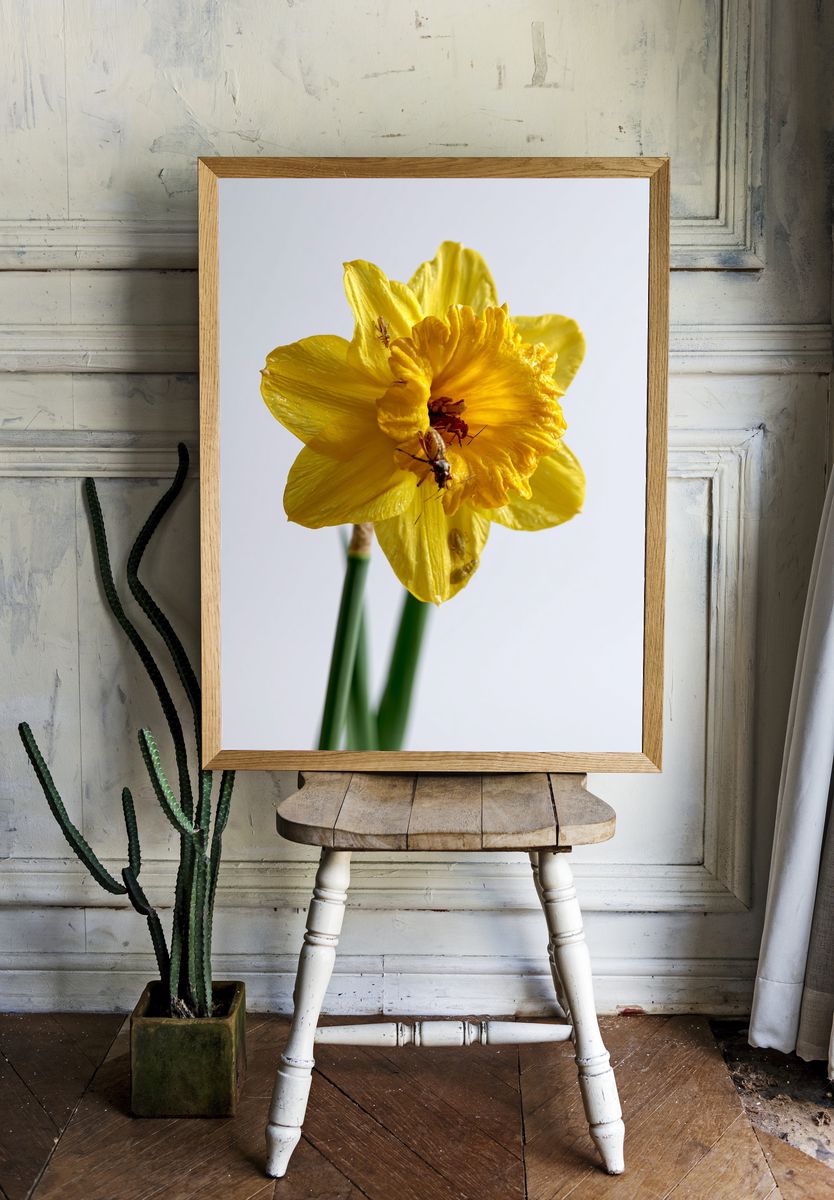 Yellow Daffodil Macro Photography Poster. — room view 1