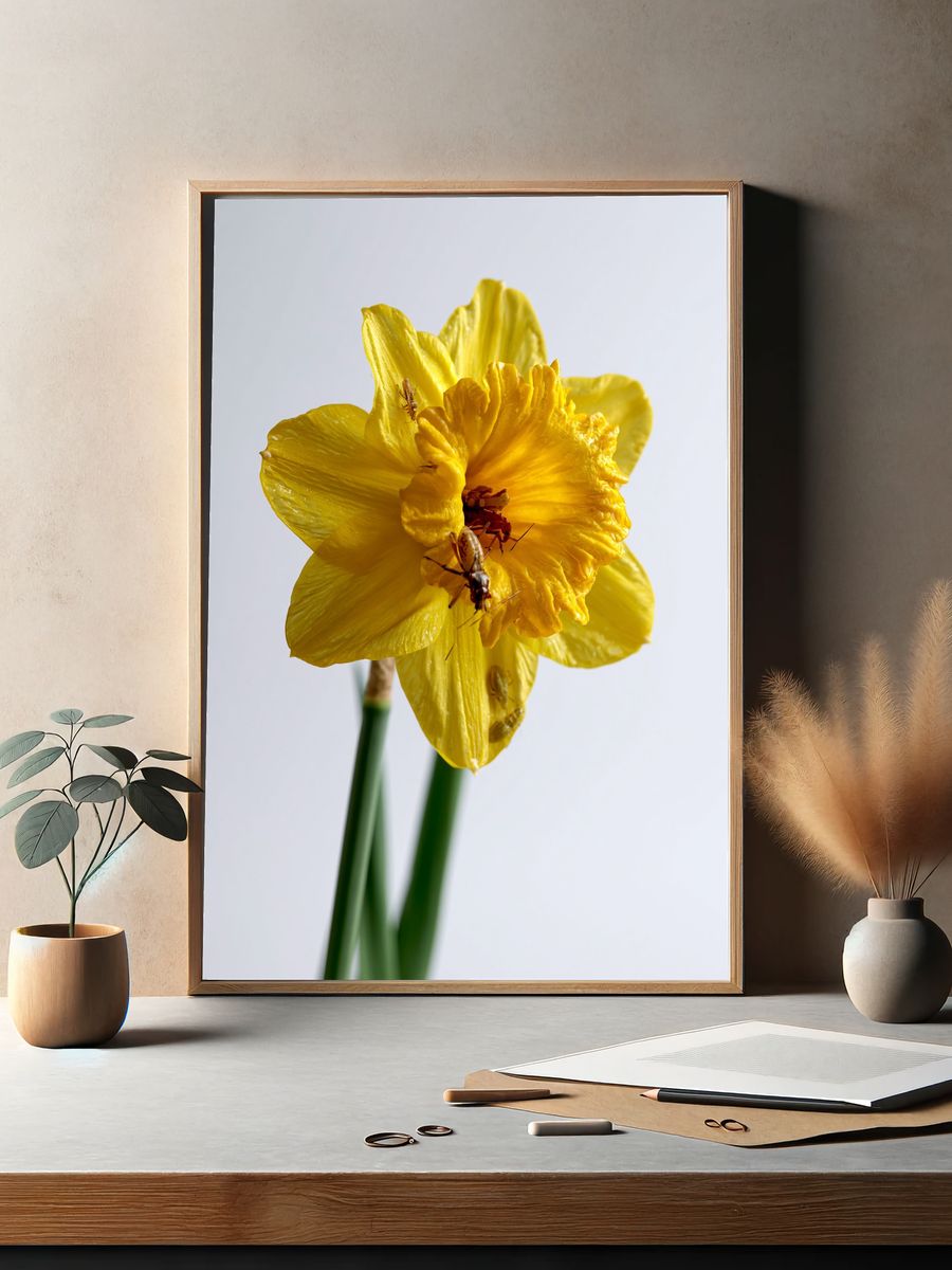 Yellow Daffodil Macro Photography Poster. — room view 2