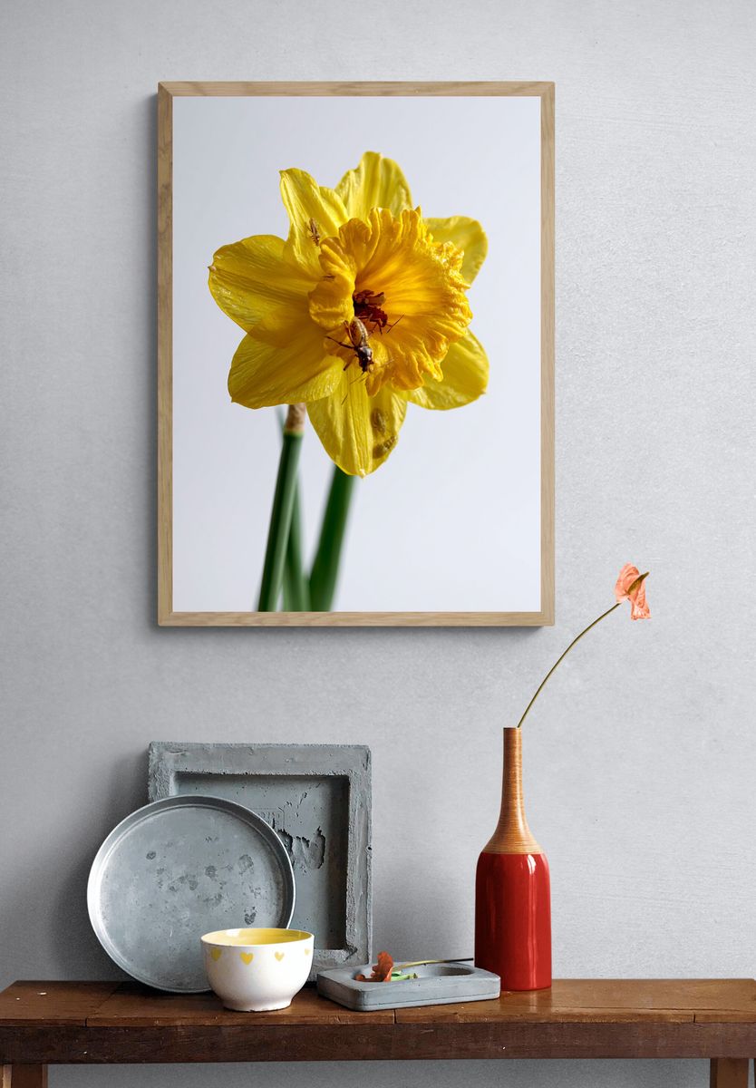 Yellow Daffodil Macro Photography Poster. — room view 3