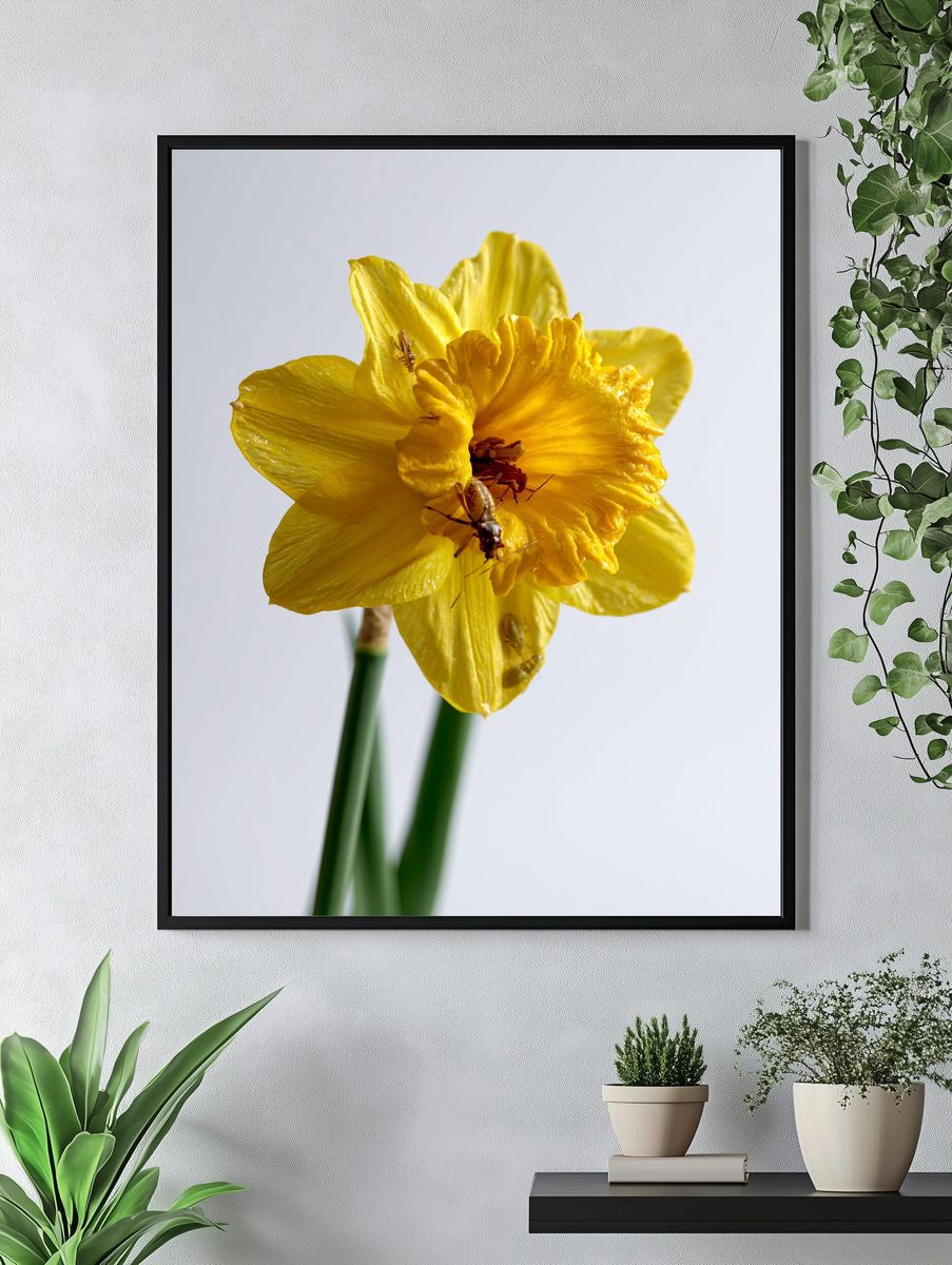 Yellow Daffodil Macro Photography Poster. — room view 4