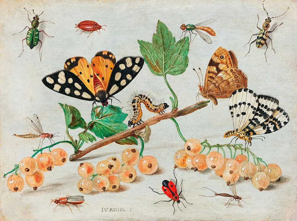 Insects Fruits (1660–1665) Jan van. poster detail