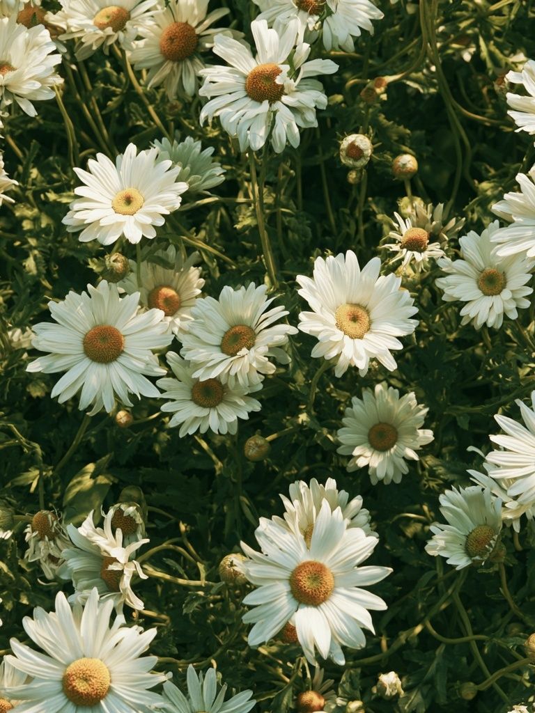 Wild Daisy Meadow Botanical Print. poster detail