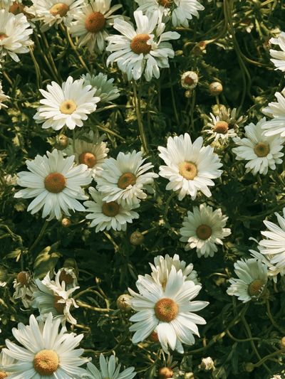Wild Daisy Meadow Botanical Print.
