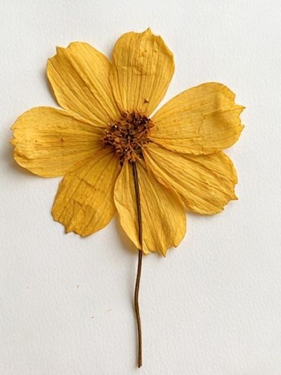 Pressed Yellow Flower Botanical Print. poster