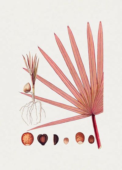 Hand drawn red latan palm. poster print