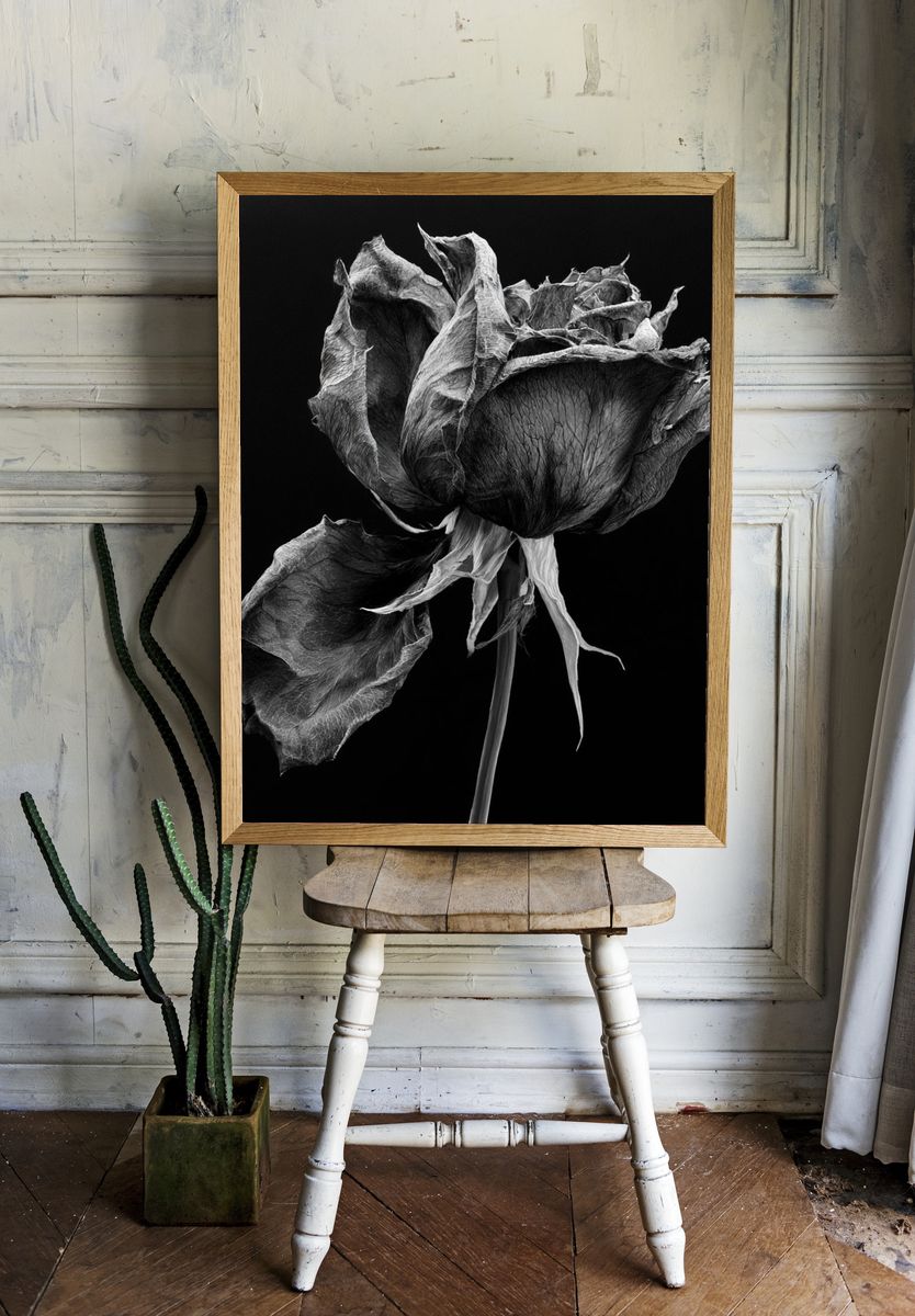 Withered Rose Black-White Print. — room view 1