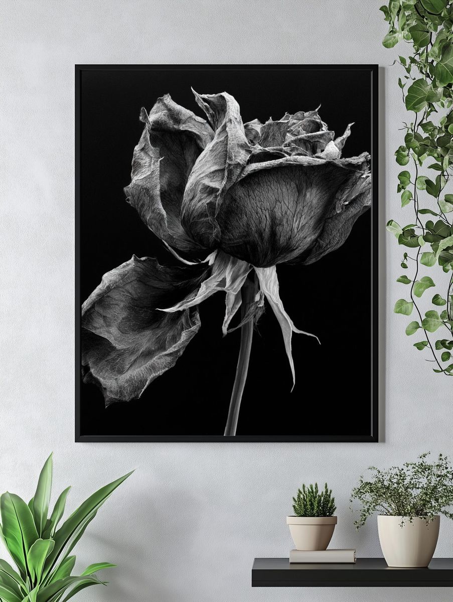 Withered Rose Black-White Print. — room view 4