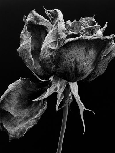 Withered Rose Black-White Print.