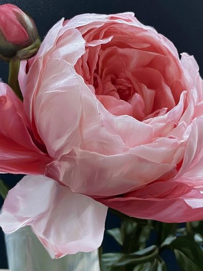 Pink Peony Bloom Botanical Print. poster print