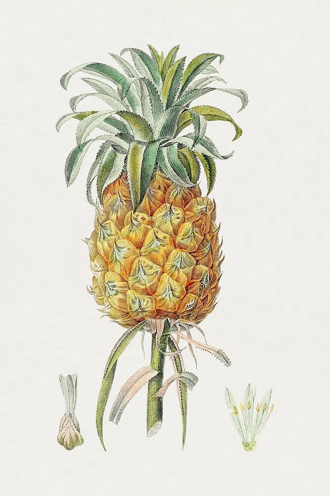 Hand drawn pineapple. Original Biodiversity. poster detail