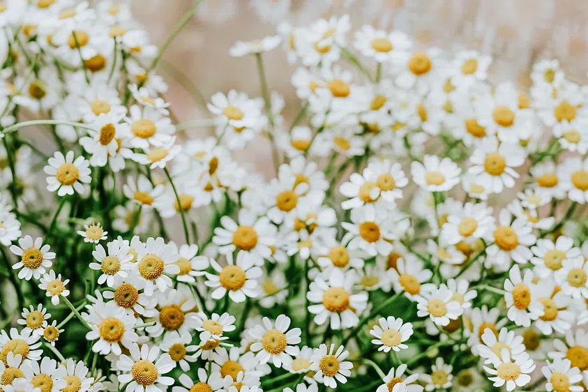 White flower desktop wallpaper, daisy. poster — botanical art