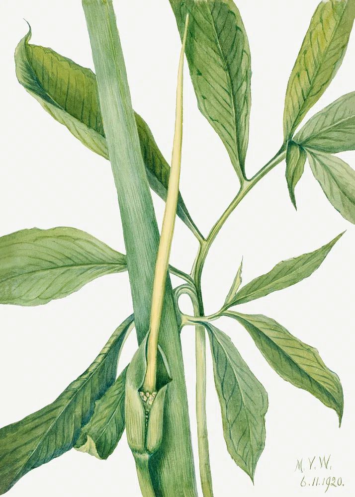Greendragon (Arisaema dracontium) (1920) Mary. poster — botanical art