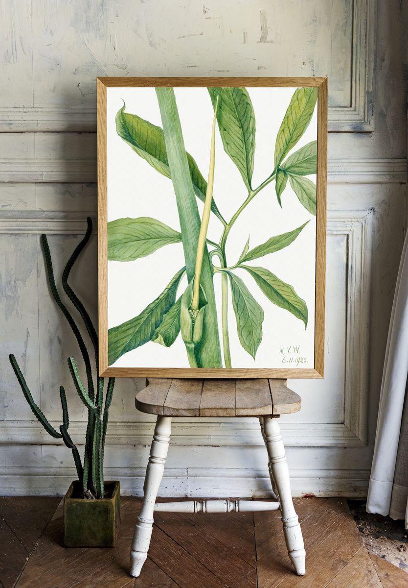 Greendragon (Arisaema dracontium) (1920) Mary. room preview
