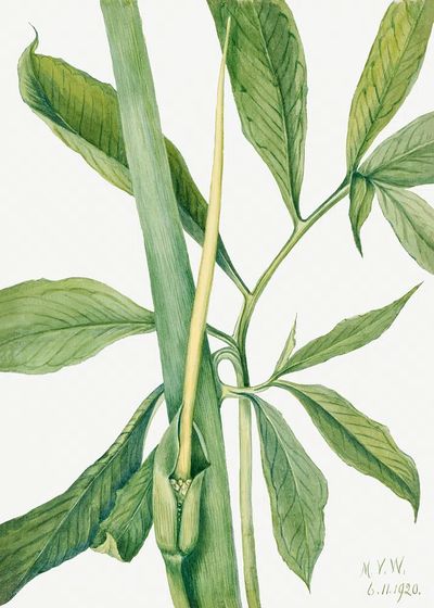 Greendragon (Arisaema dracontium) (1920) Mary. poster