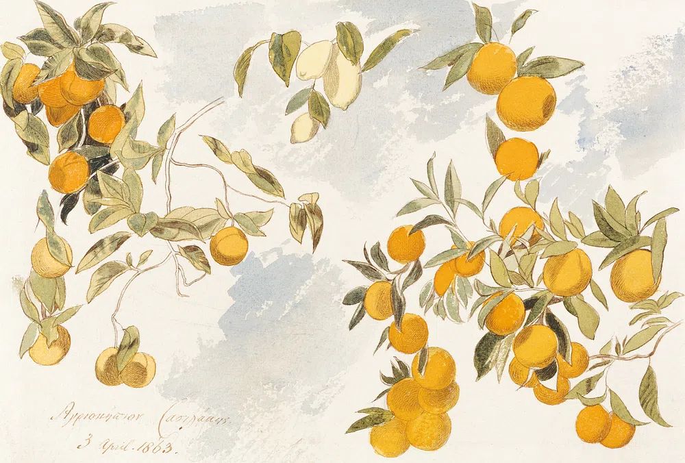 Fruit tree (1863) watercolor Edward. poster — botanical art