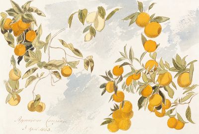 Fruit tree (1863) watercolor Edward.