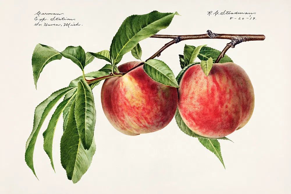 Peaches (Prunus Persica) (1919) Royal.