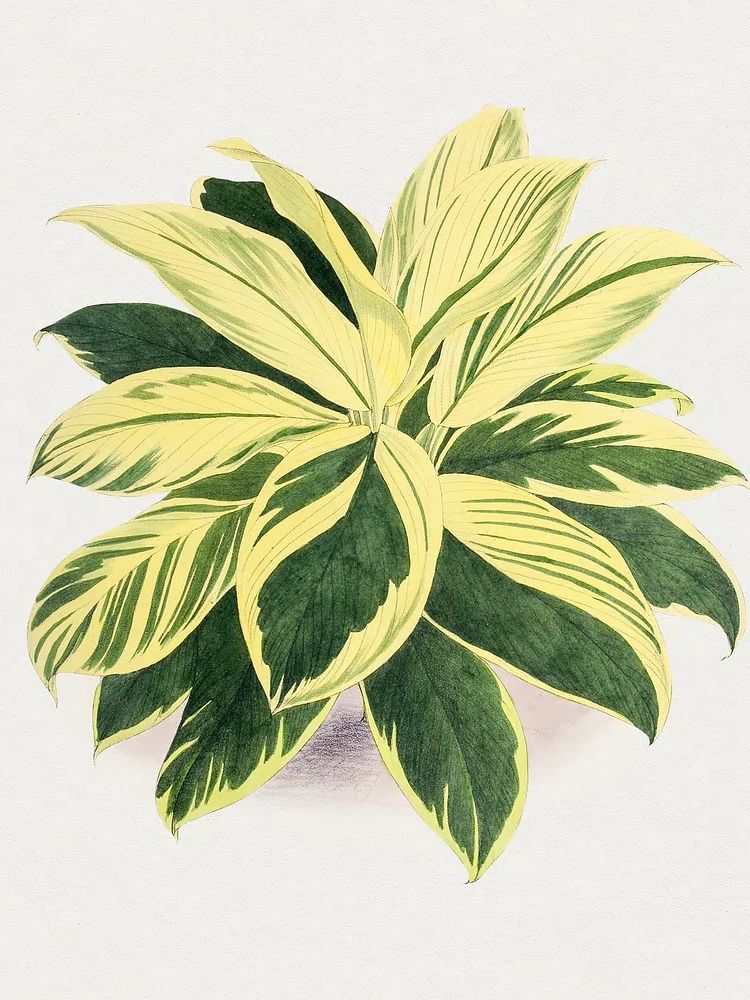 Hand drawn dracaena plant. Original. poster detail