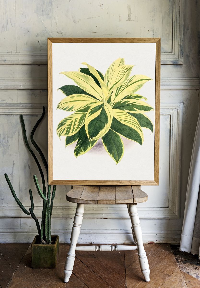 Hand drawn dracaena plant. Original. room preview