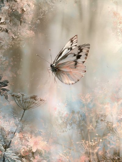 Butterfly Meadow Illustration Poster. poster
