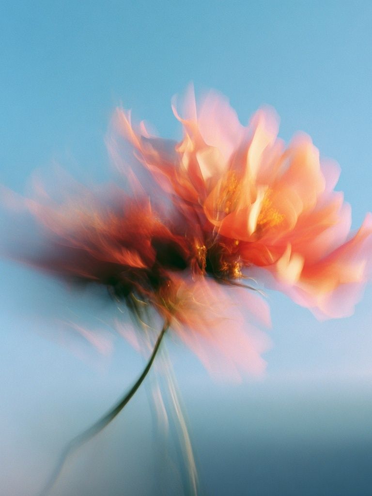 Blurred Flower Abstract Print. poster — botanical art