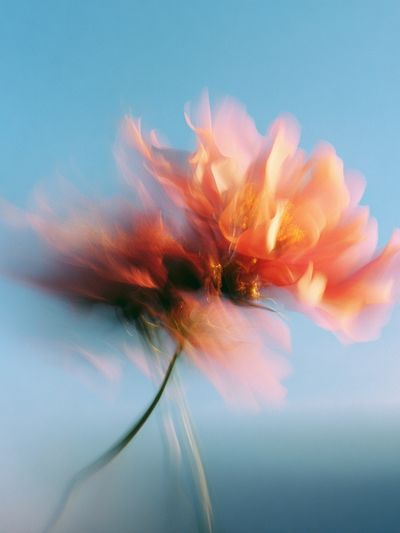 Blurred Flower Abstract Print.