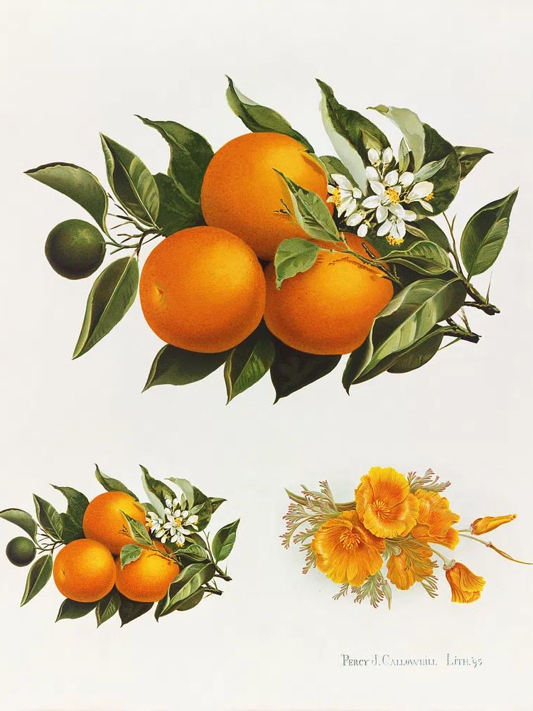 Oranges poppies (1895), vintage fruit. poster detail