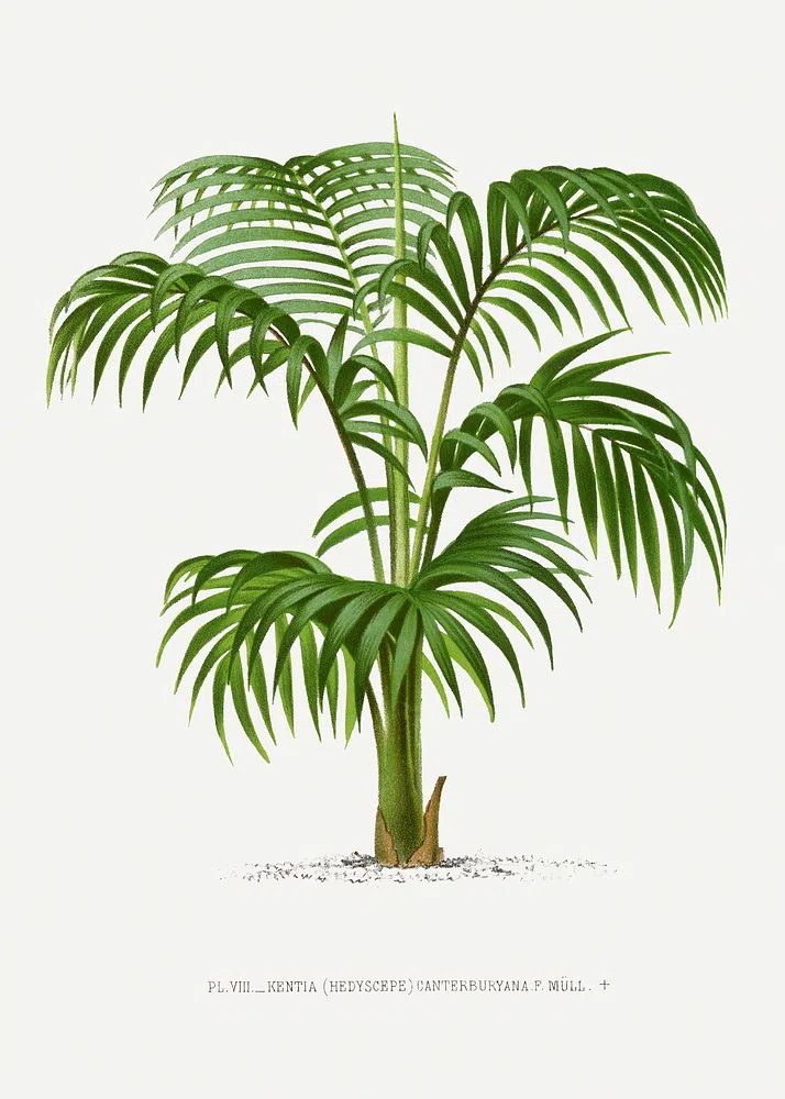 Vintage palm tree illustration. Digitally. poster — botanical art