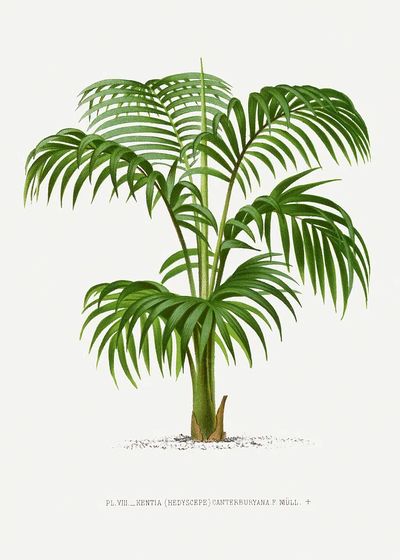 Vintage palm tree illustration. Digitally. poster print