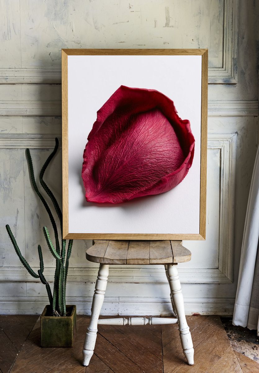 Crimson Rose Petal Photography Poster. room preview