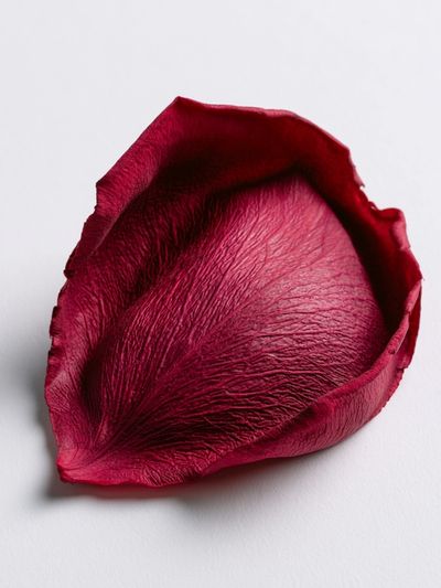 Crimson Rose Petal Photography Poster. poster