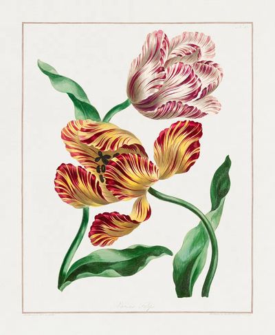 Various Tulips (1791) high resolution.