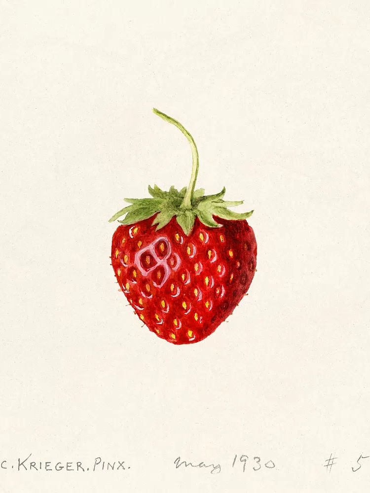 Strawberry Watercolor Print. poster detail