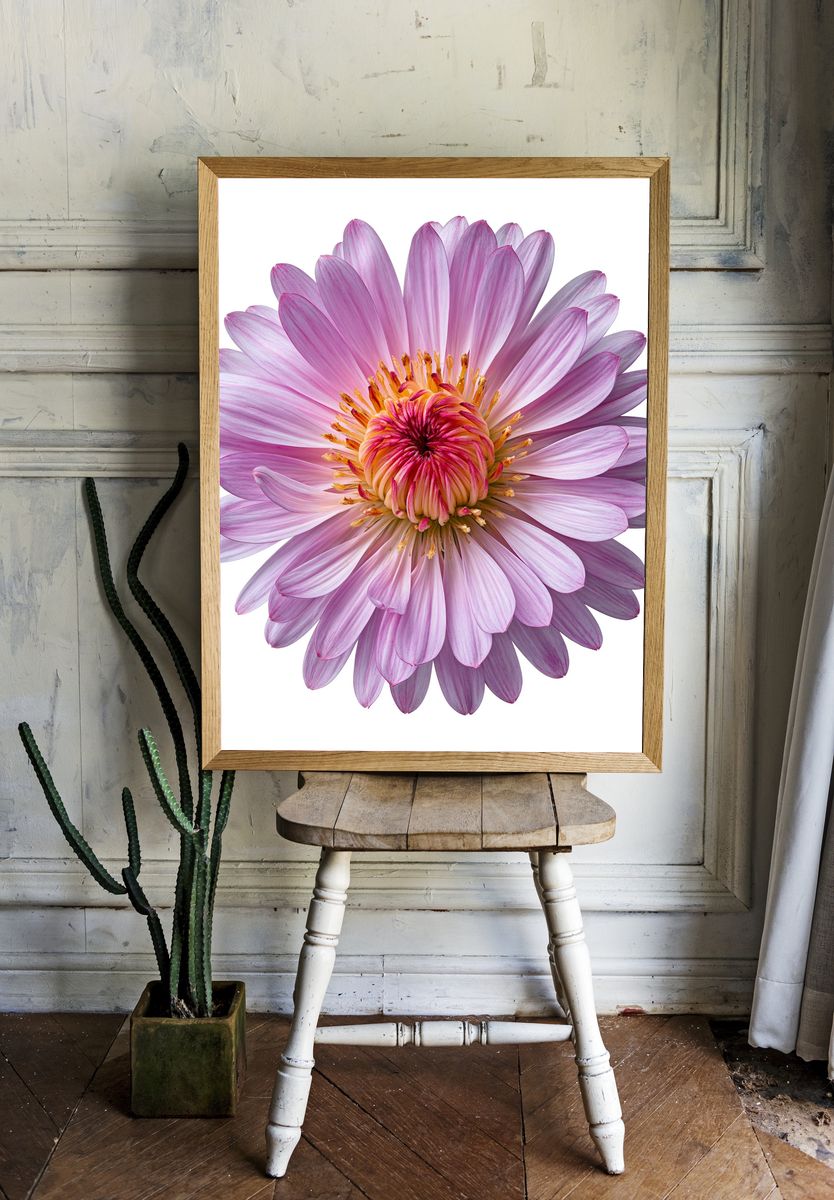 Pink Dahlia Bloom Botanical Print. — room view 1