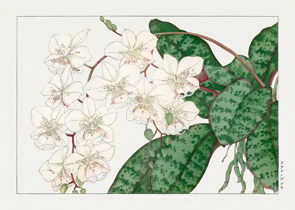 Orchid Botanical Print. poster detail