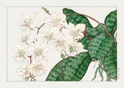Orchid Botanical Print. poster print