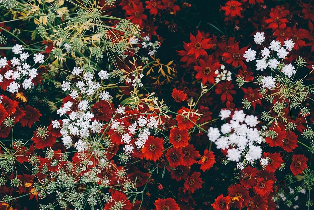 overhead shot grouping red white. poster — botanical art