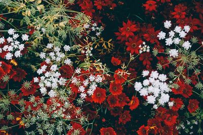 overhead shot grouping red white. poster print