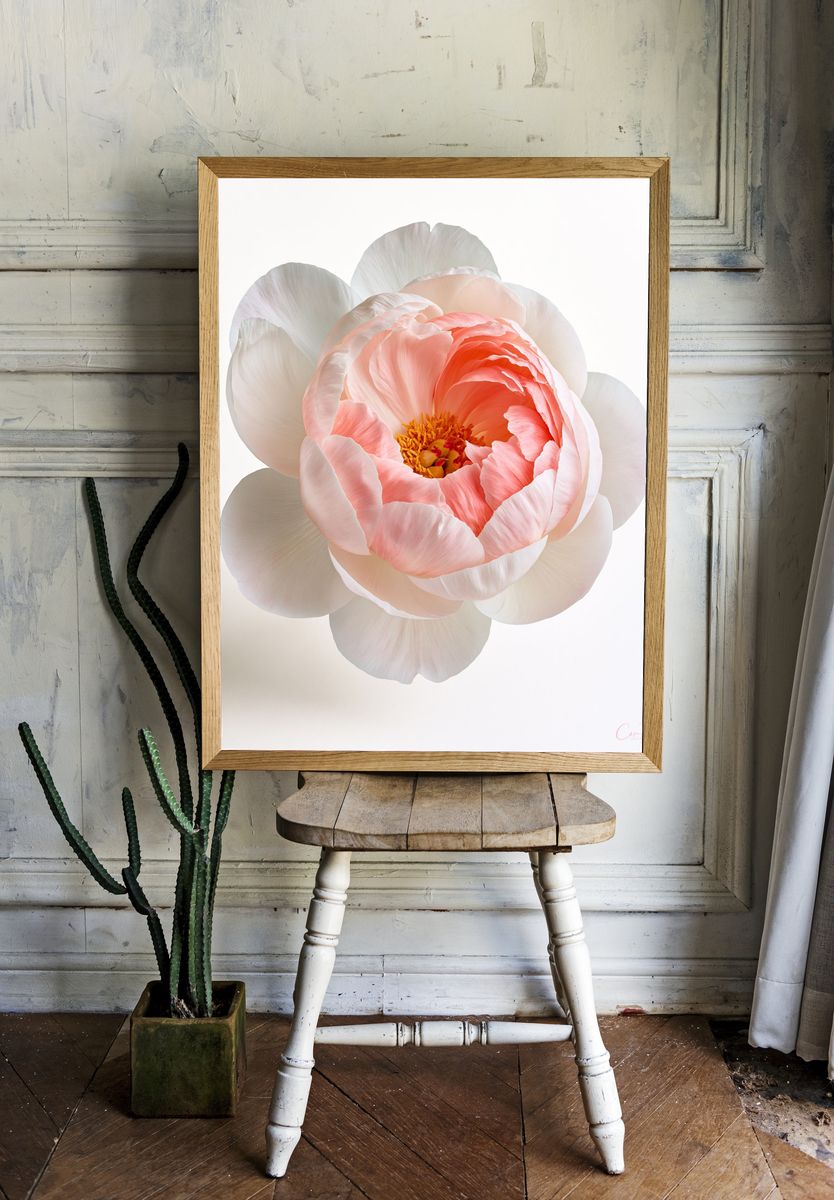 Peony Bloom Botanical Print. room preview
