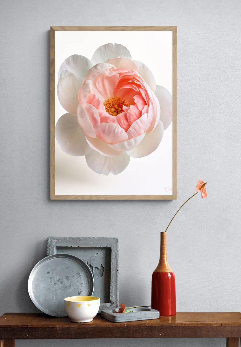 Peony Bloom Botanical Print. — room view 3