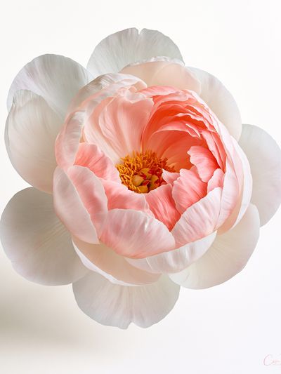 Peony Bloom Botanical Print. poster