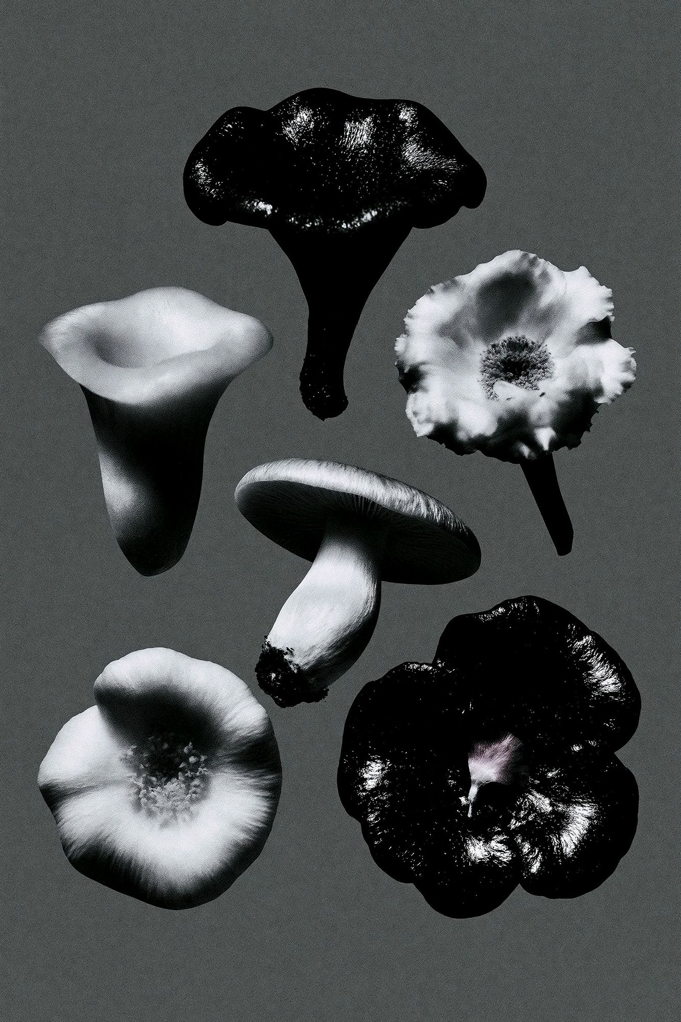 Monochrome Mushroom Study Poster. poster — botanical art