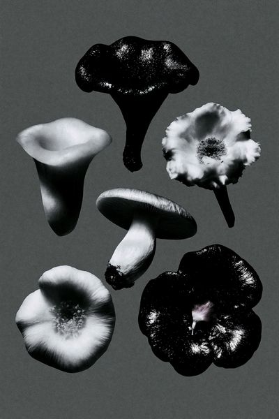 Monochrome Mushroom Study Poster.