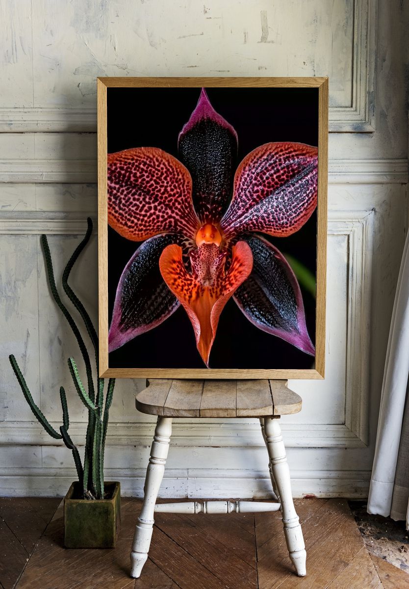 Exotic Orchid Botanical Print. — room view 1