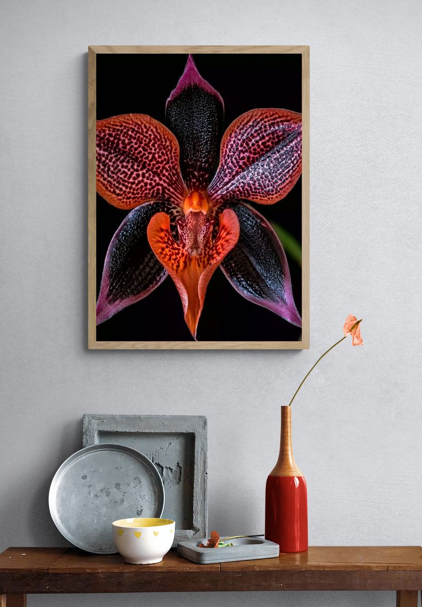 Exotic Orchid Botanical Print. — room view 3