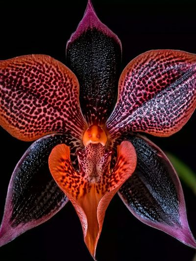 Exotic Orchid Botanical Print. poster