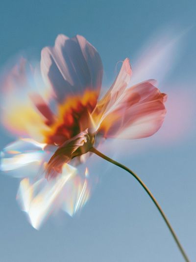 Dreamy Flower Bloom Photography Poster. poster