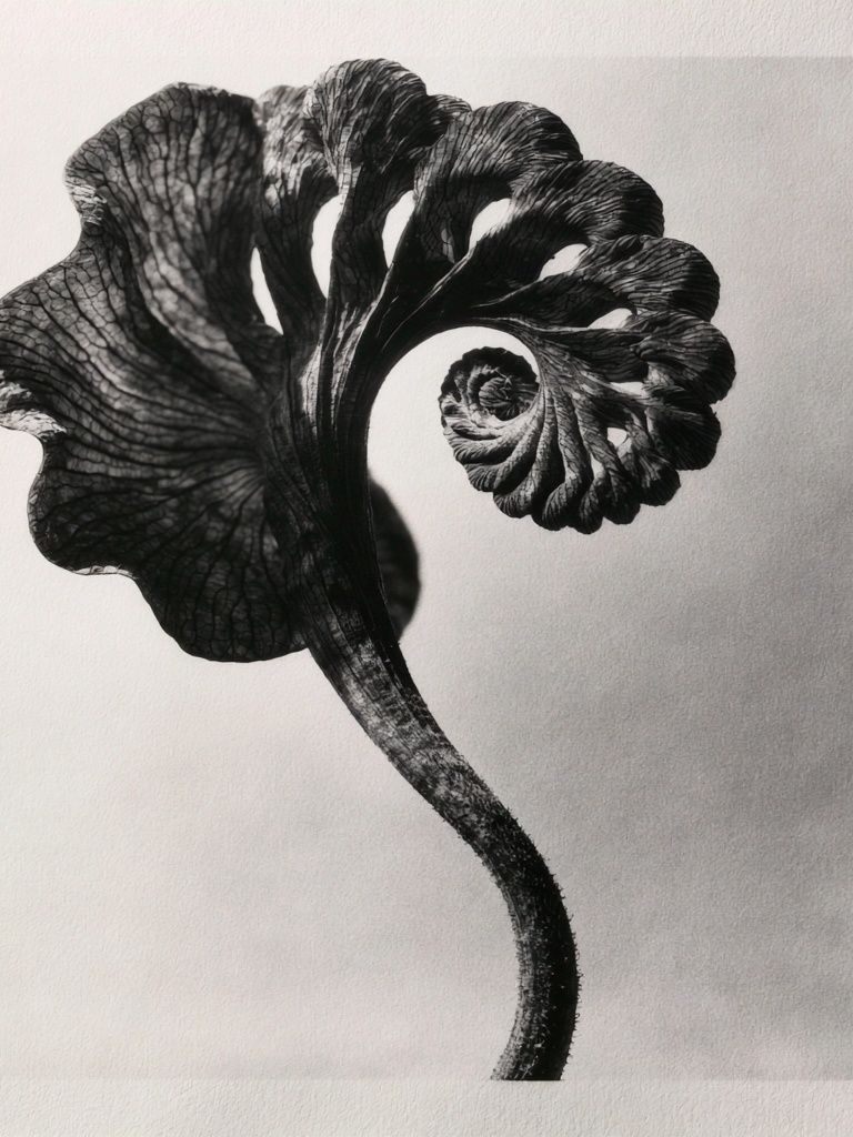 Black Fern Spiral Print. poster detail