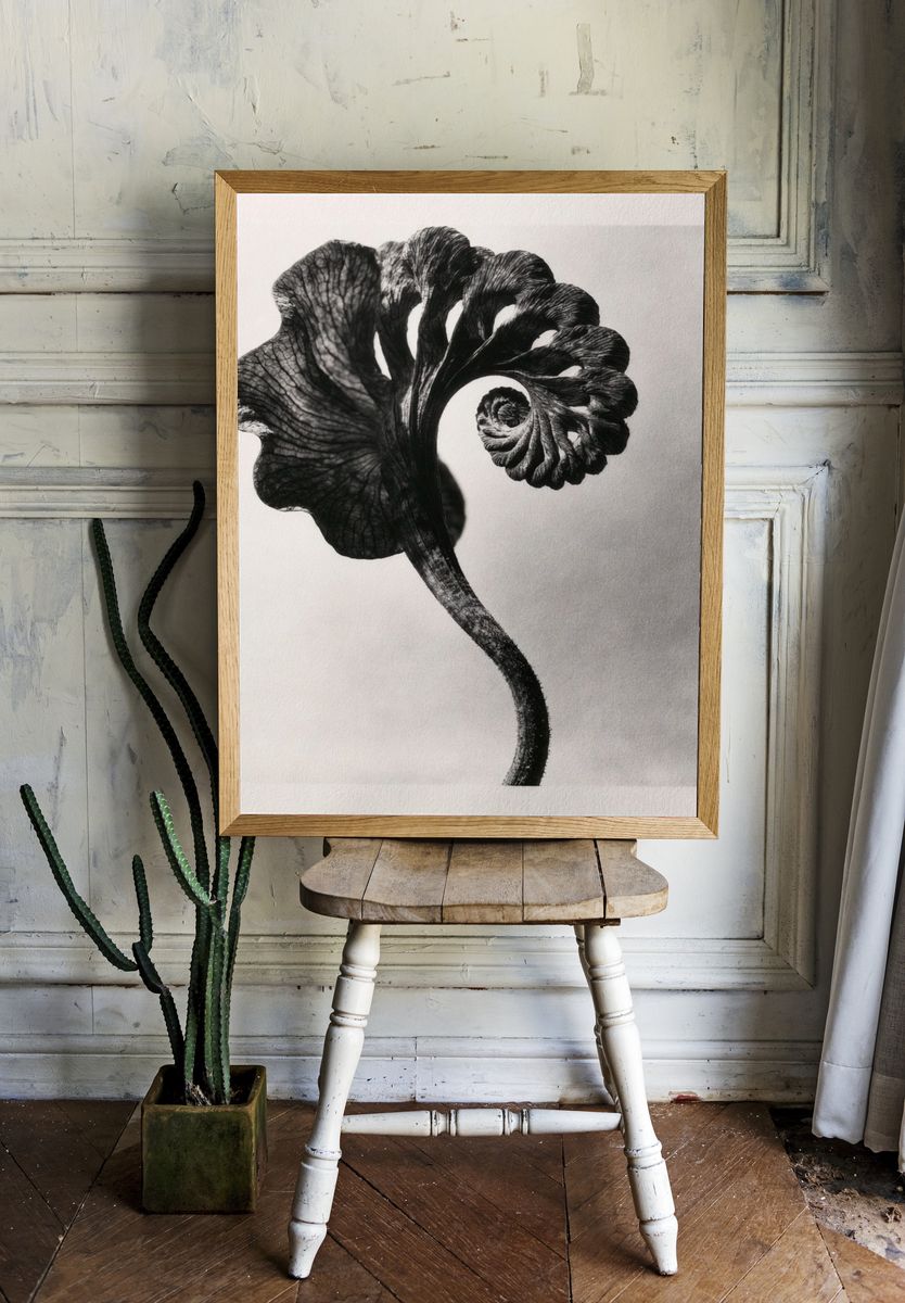 Black Fern Spiral Print. — room view 1