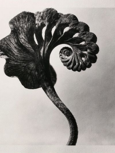 Black Fern Spiral Print. poster